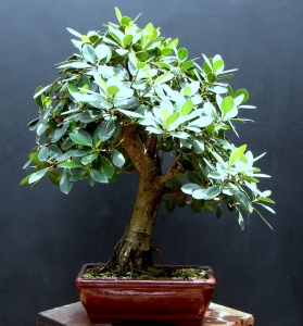 Bonsai Ficus Carica - Confirmação Dsc016421