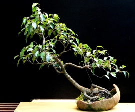 Bonsai Ficus Carica - Confirmação Dsc08142