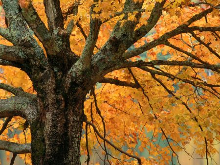 Large Maple Tree in Autumn Bass Lake, North Carolina