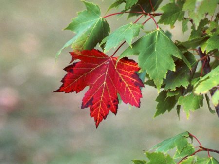 red-maple-tree1