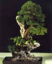Juniperus chinensis - Manuel Diaz Hernandez (Espanha)