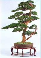 Juniperus chinensis (83cm)