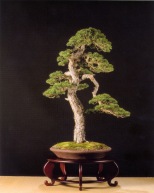 Melhor árvore de origem Européia - Pinus sylvestris (Manuel Frontan Salas)