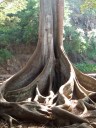 05AprHawaii_Poipu_Allerton_Garden_tree_large_surface_root2