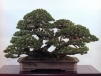 Japanese white pine - 100 anos - 64cm