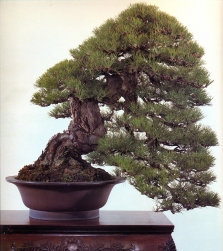 Japanese black pine - 250 anos - 80cm