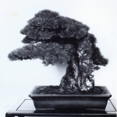 Japanese black pine - 130 anos - 63cm