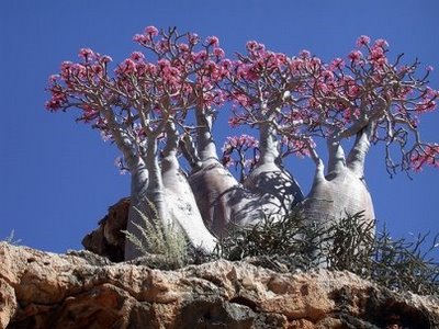Rosa do deserto – Adenium Obesum | Aido Bonsai