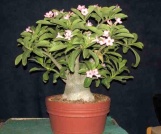 Adenium Obesum - Rosa do Deserto 5
