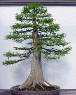 Bald Cypress from Guy Guidry, in training since 1987