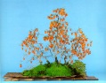 bonsai016