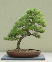 Japanese Black Pine 01