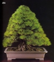 Japanese black pine - 150 anos - 78cm