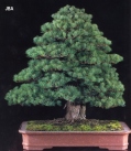 Japanese white pine - 130 anos - 72cm
