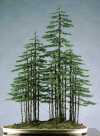 Juniperus013