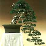 Juniperus016