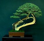 Liporace_Juniperus_Chinesis_4