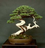 Liporace_Juniperus_Chinesis_5