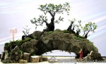 penjing-bonsai-exhibition-07
