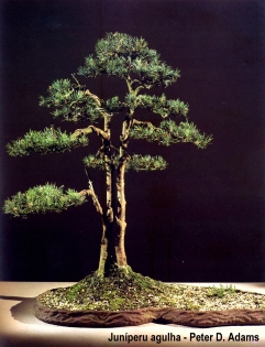 Soju bonsai 1