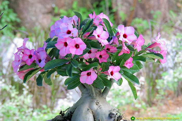 Como cultivar a Flor do deserto | Aido Bonsai