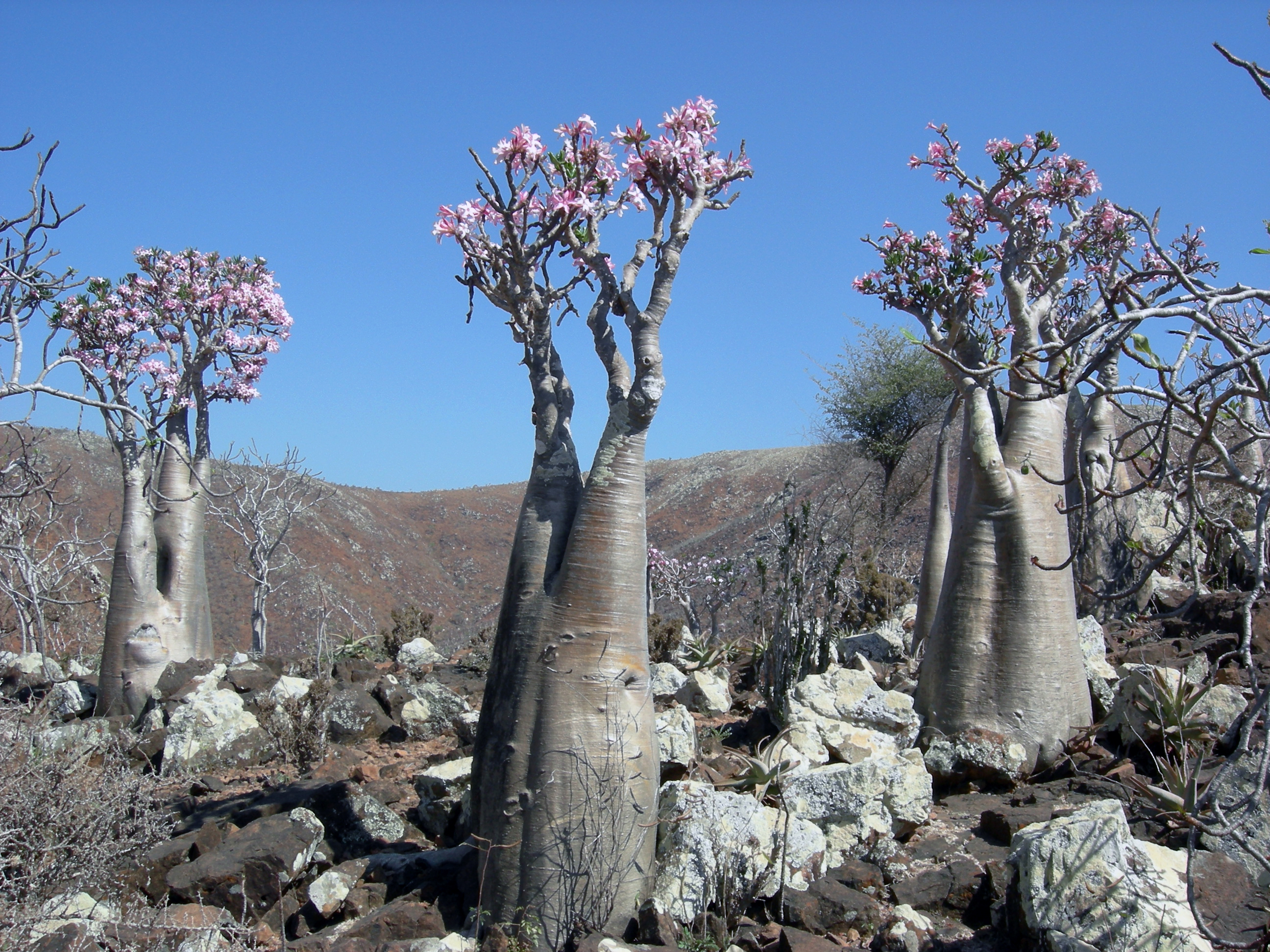 Rosa do Deserto – Características de cultivo | Aido Bonsai