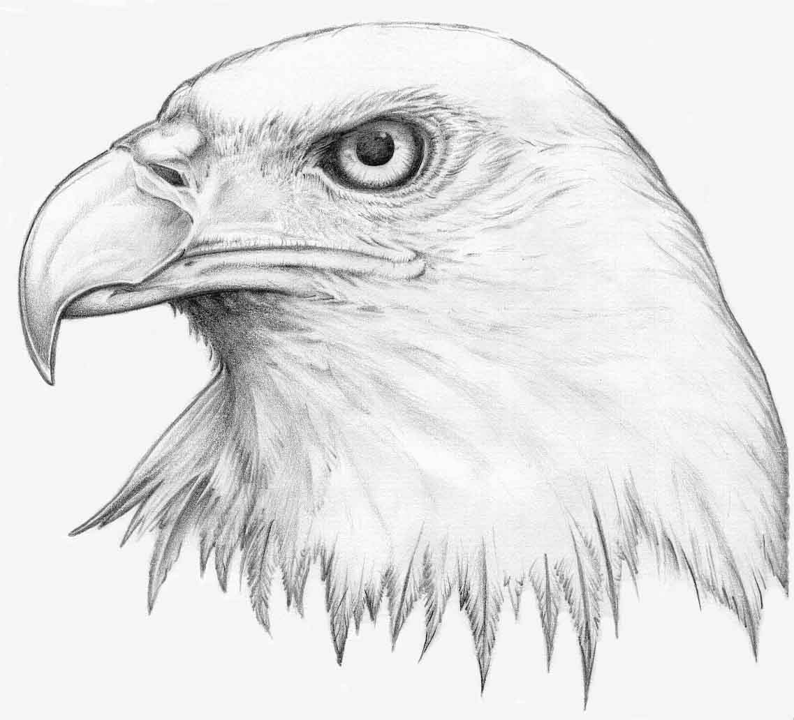 Рисунок орла. Орел рисунок. Орел карандашом. Голова орла карандашом. Рисунок орла для срисовки.