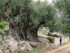 olivetree_1500yrs1